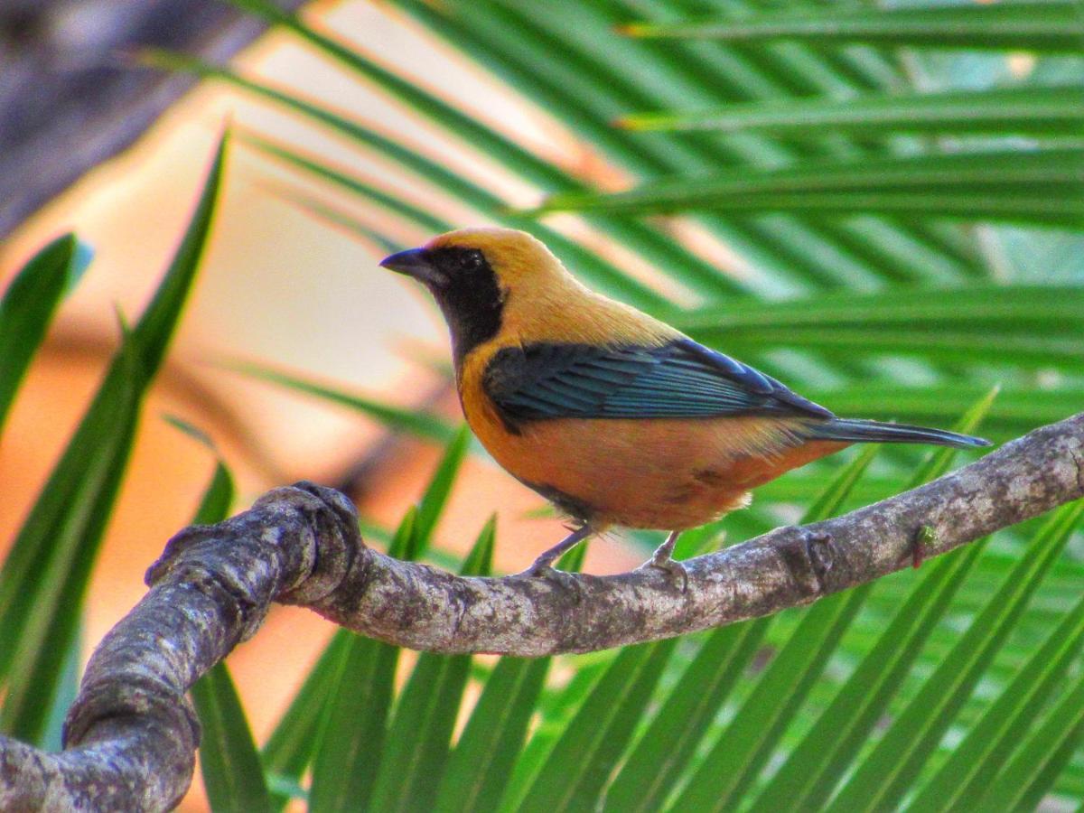 Pousada Anaue Cipo Serra do Cipo National Park Экстерьер фото
